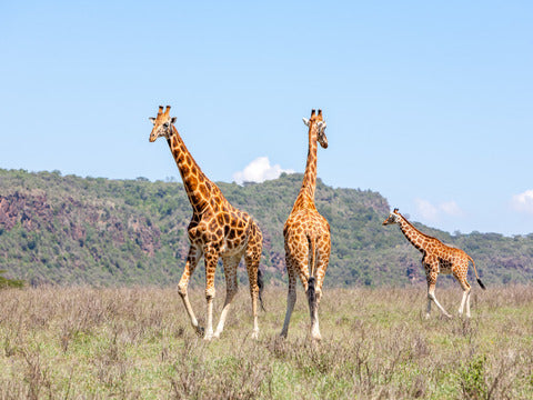 Capodanno per single in Kenya