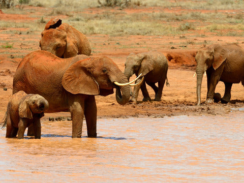 Capodanno per single in Kenya