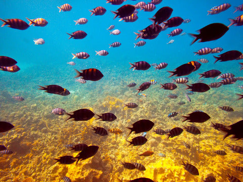 Settimana per single a Sharm SINGOLA GRATIS