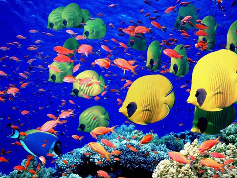 Settimana per single a Marsa Alam
