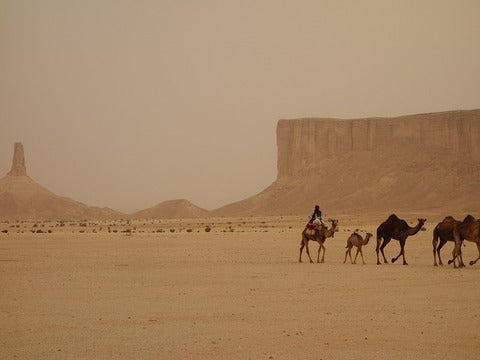 Ponte Immacolata Tour Arabia e Alula