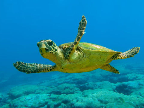 Settimana per single a Lampedusa