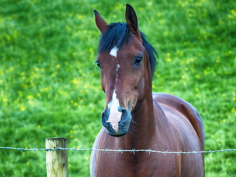 Weekend cavallo e terme SINGOLA GRATIS